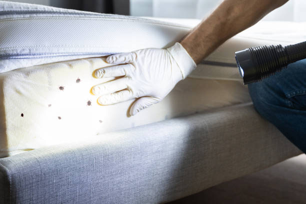 Best Affordable Pest Control Services  in Truth Or Consequences, NM